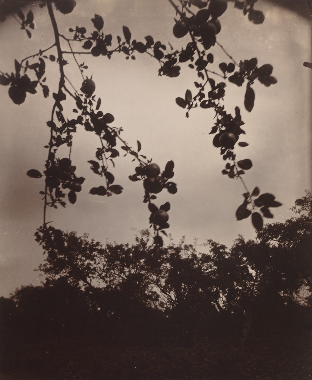 Branche de pommier - Eugène Atget