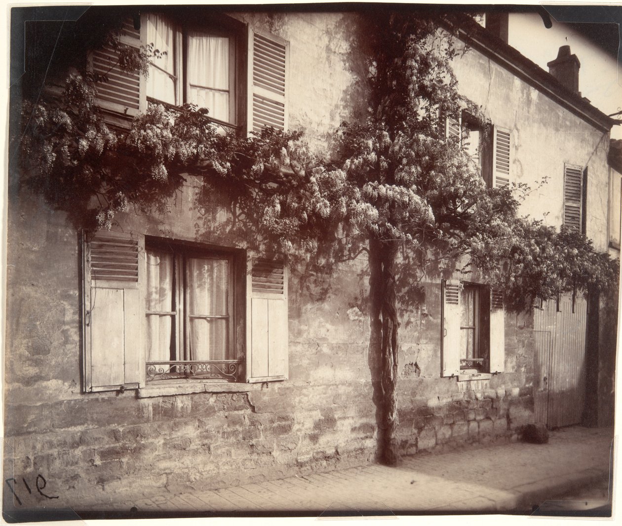 Glycine, Châtillon - Eugène Atget