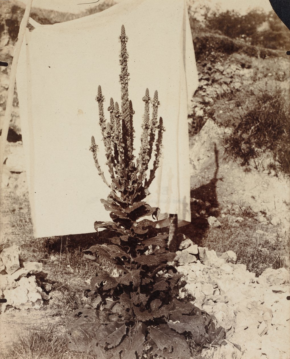 Molène en fleur - Eugène Atget