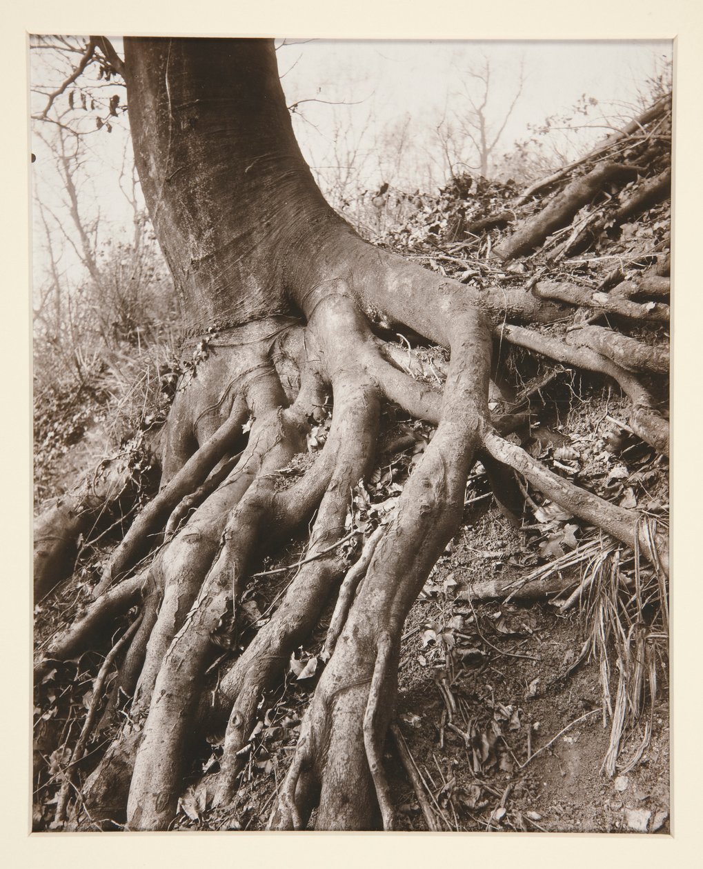 Saint-Cloud - Eugène Atget