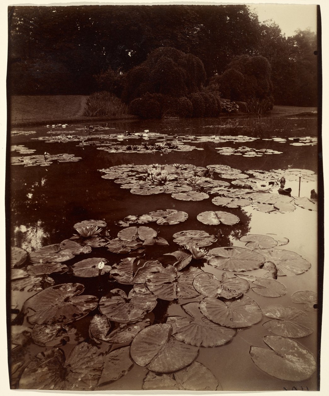 [Nénuphars] - Eugène Atget