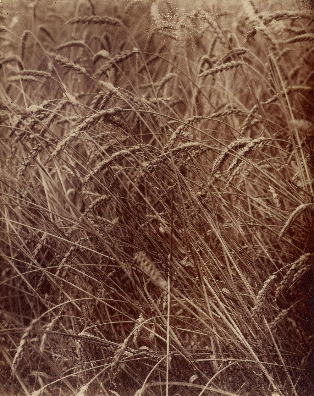 Blé - Eugène Atget