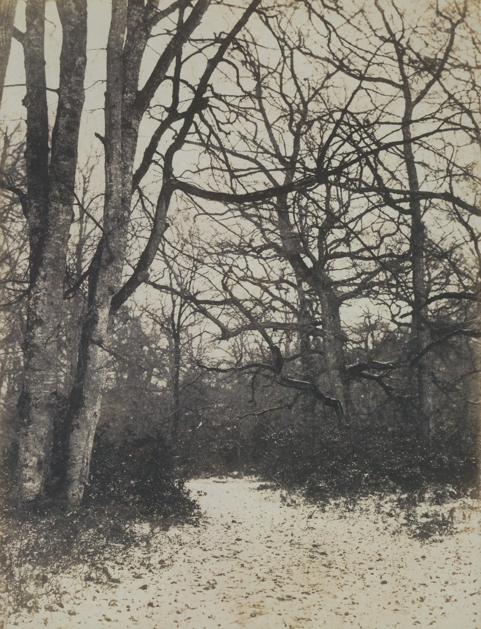 Forêt de Fontainebleau - Eugène Cuvelier