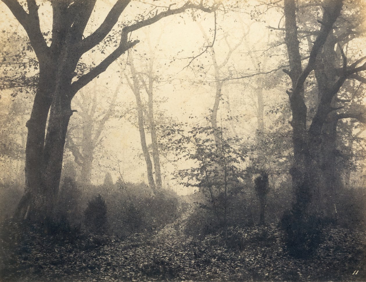 Forêt de Fontainebleau, début des années 1860 - Eugène Cuvelier