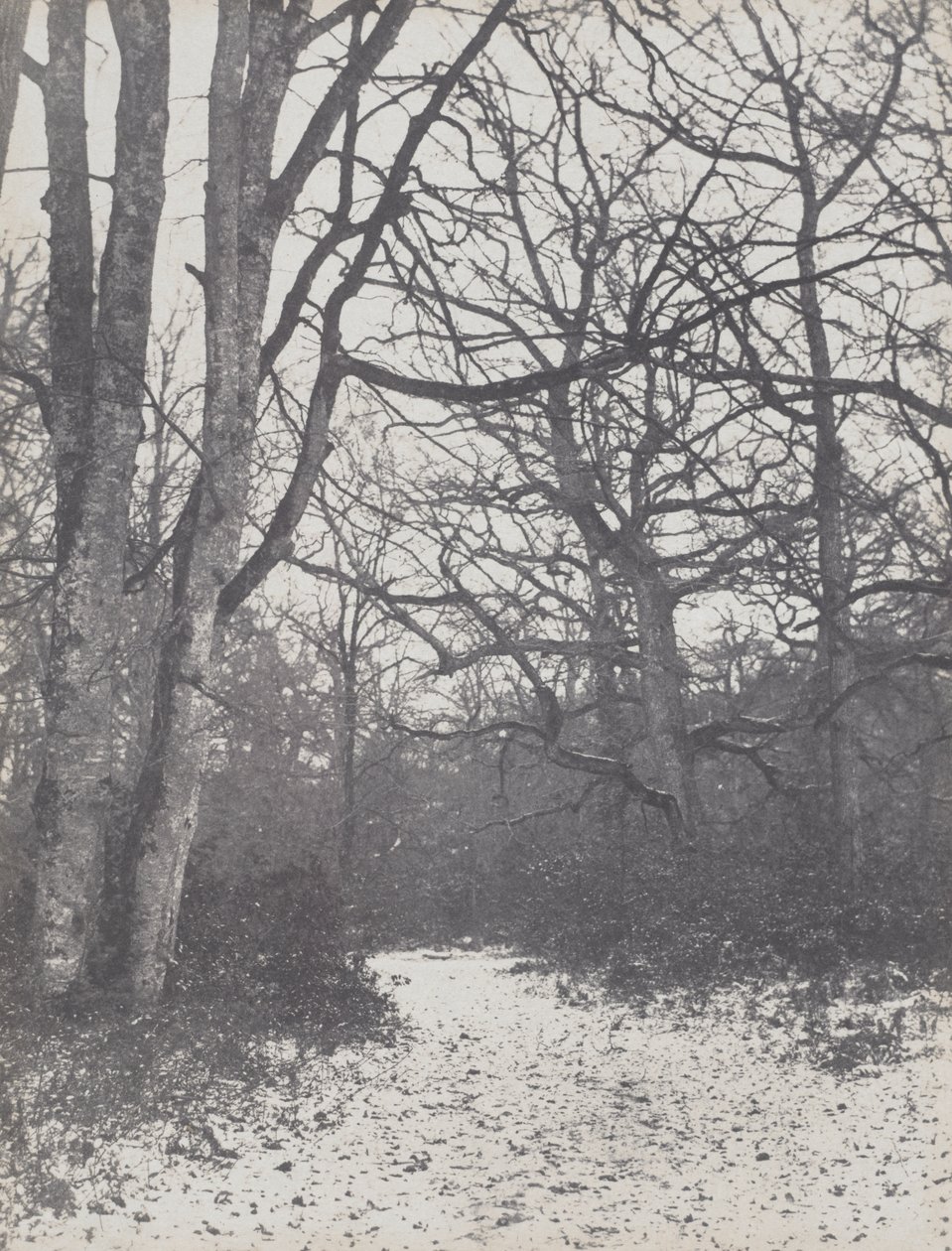 Route dans la forêt - Eugène Cuvelier