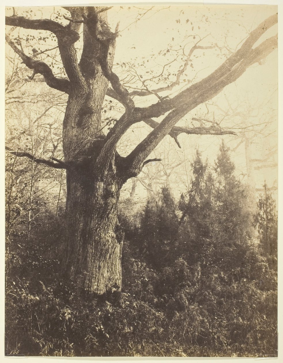 Sans titre - Eugène Cuvelier