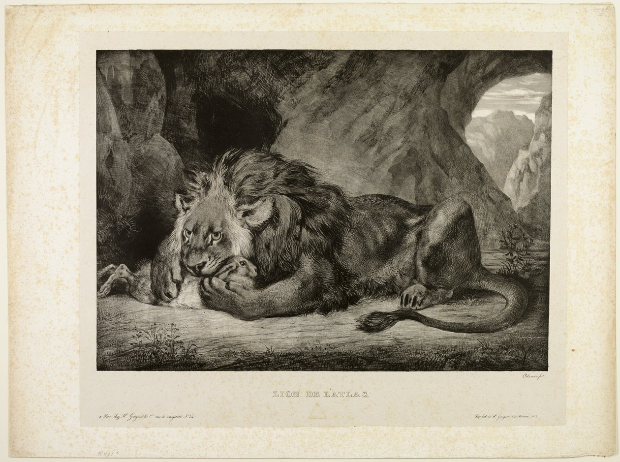 Lion des montagnes de l