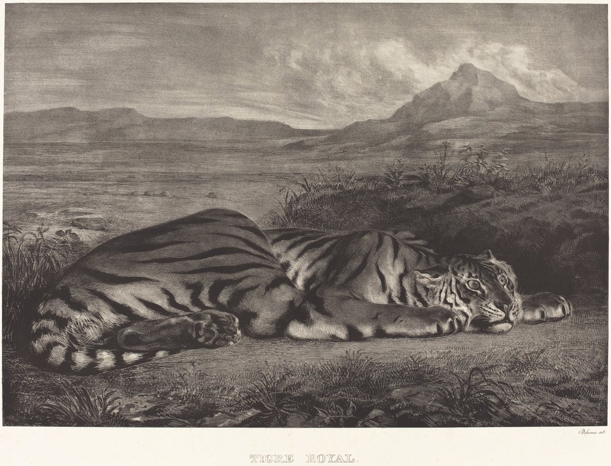 Tigre royal - Eugène Delacroix