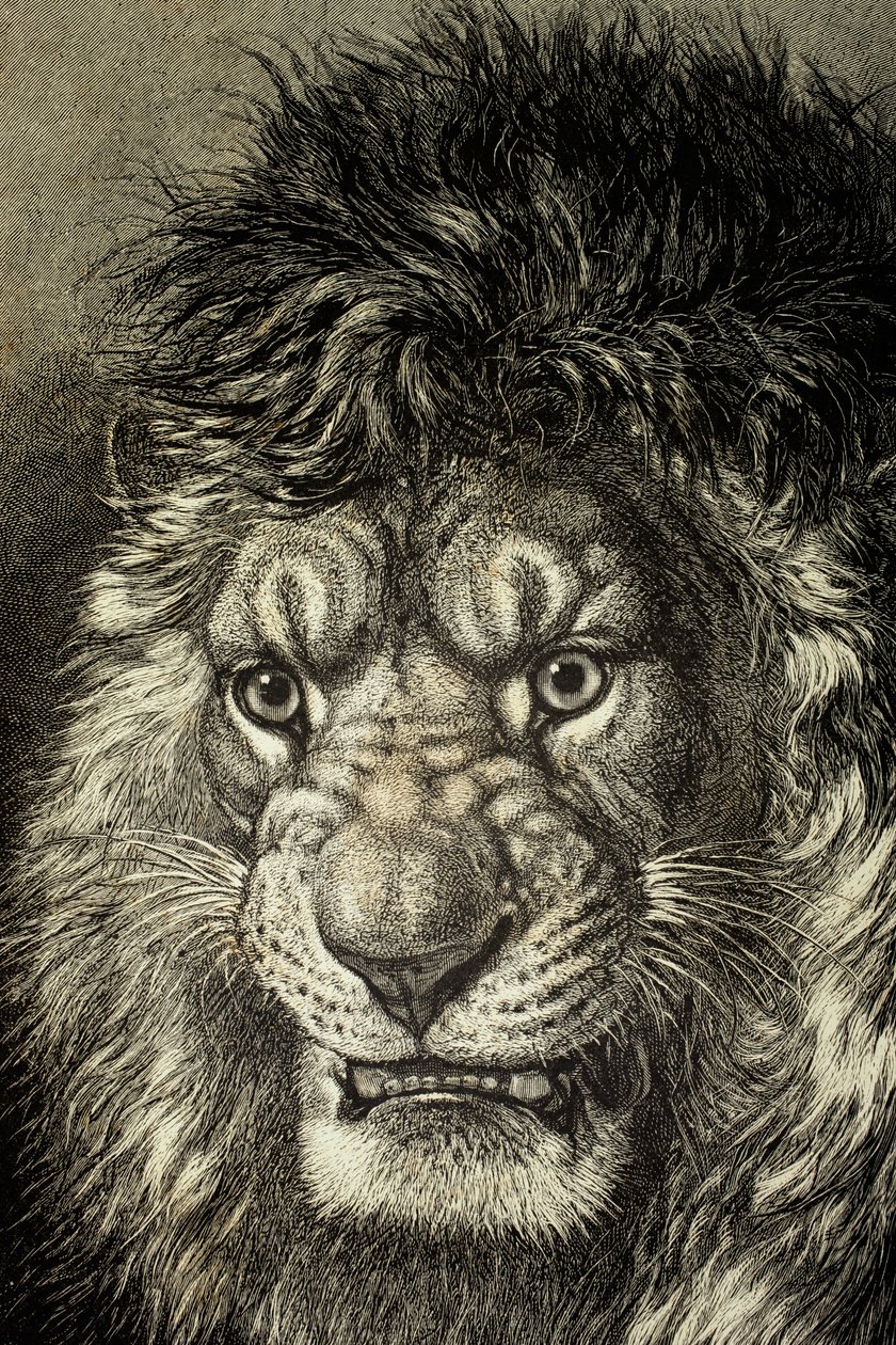 Le Lion, roi des bêtes, de 
