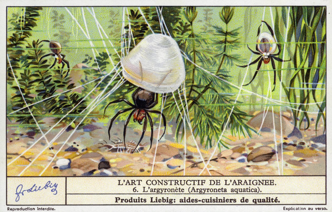 Araignée clochette plongeante (Argyroneta aquatica) (chromolitho) - European School