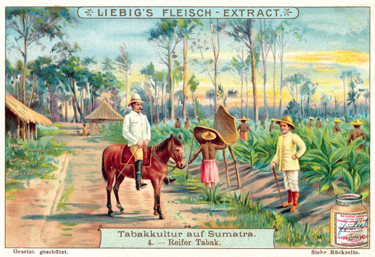 Plantes de tabac mûres (chromolithographie) - European School