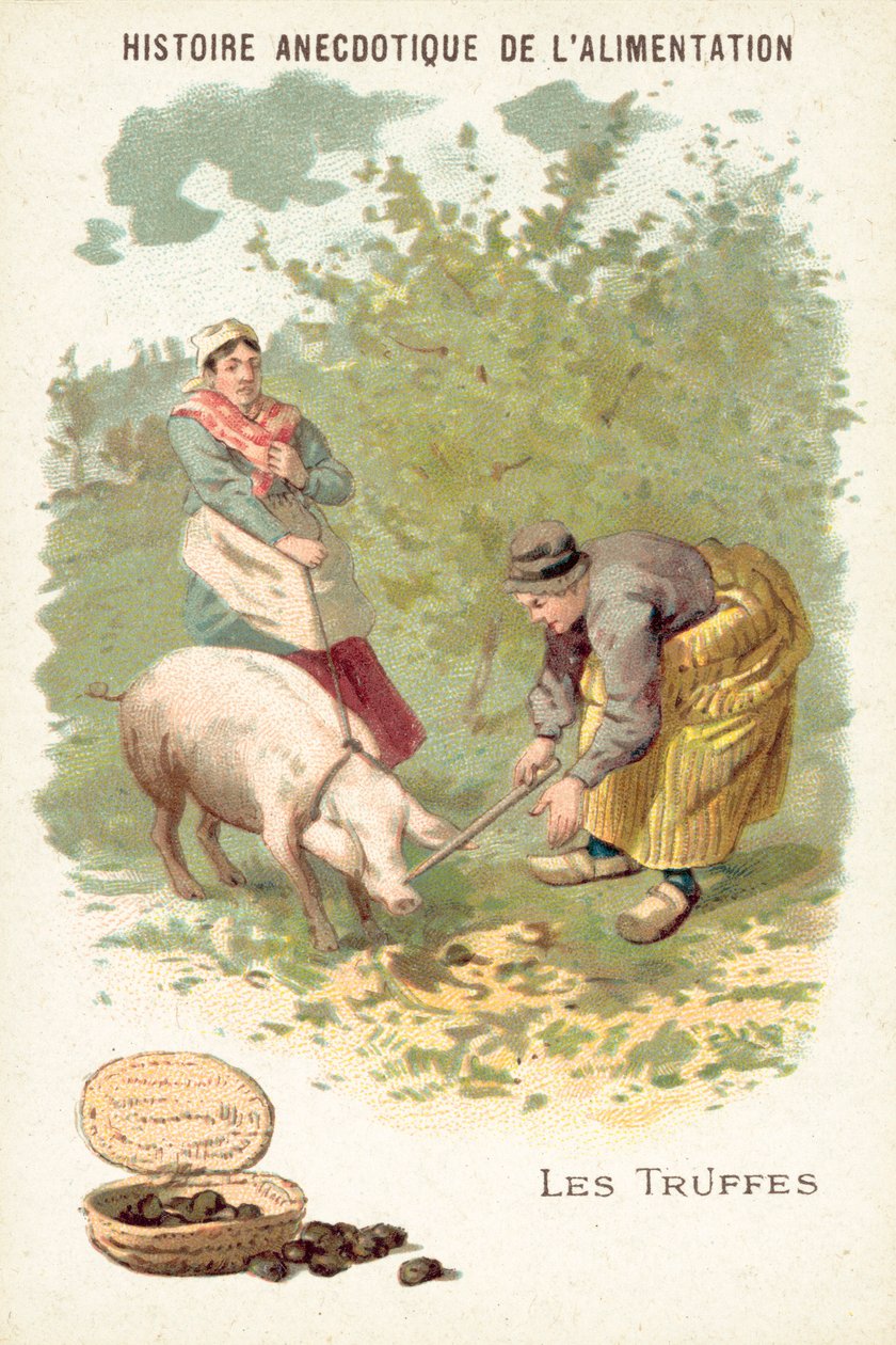 Truffes (chromolitho) - European School