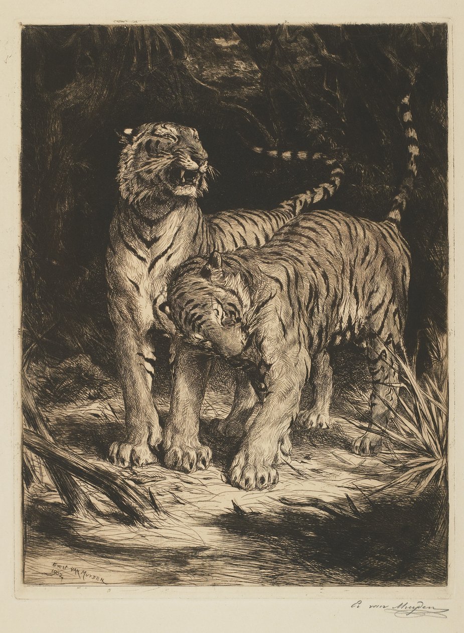 Deux Tigres - Evert van Muyden