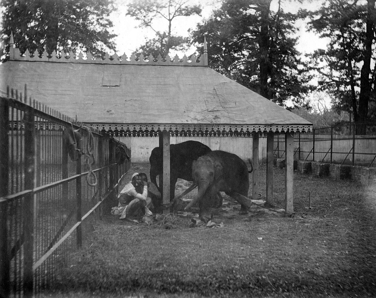 Éléphants, Alipore, Inde, 1905-1906 - F. L. Peters