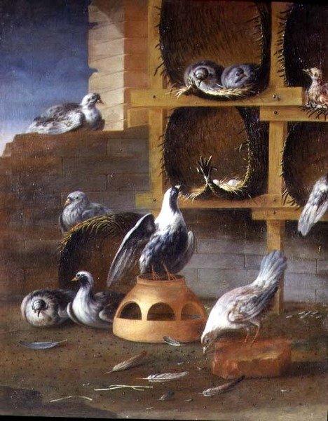 Pigeons dans leurs cages - Felice (school of) Boselli