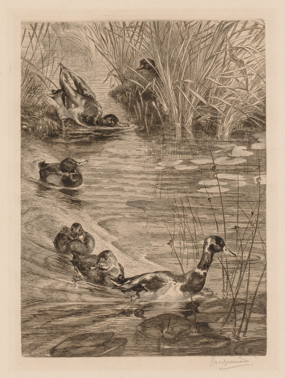 Canards en jeu - Felix Bracquemond