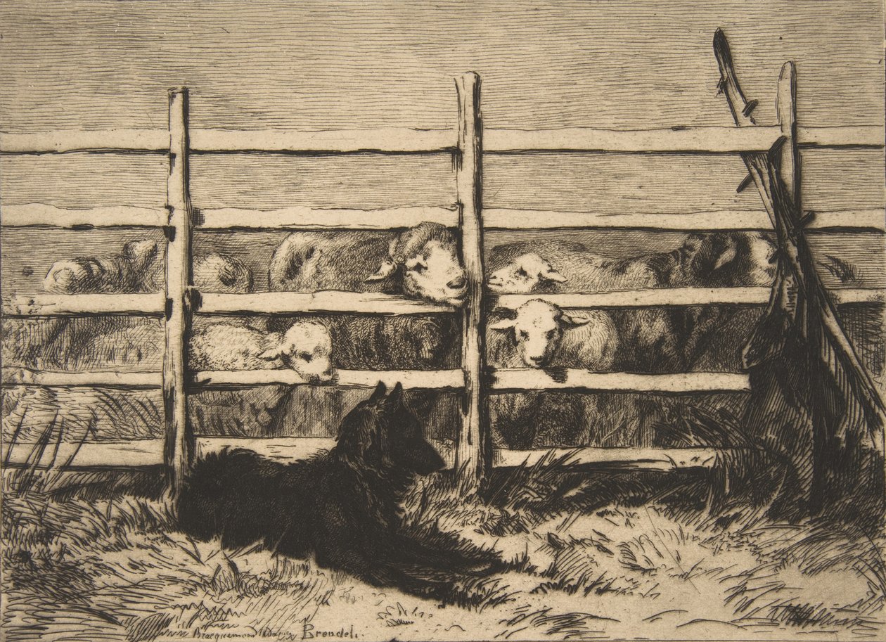 Moutons parqués, 1856 - Felix Bracquemond