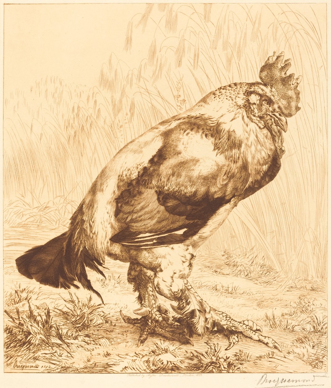 Le vieux coq - Felix Bracquemond