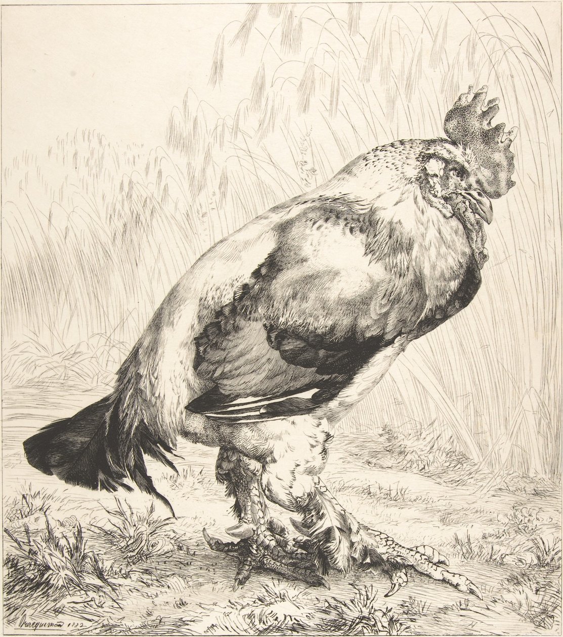 Le Vieux Coq - Felix Bracquemond