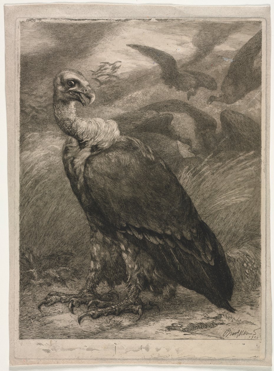 Vautour, 1904 - Felix Bracquemond