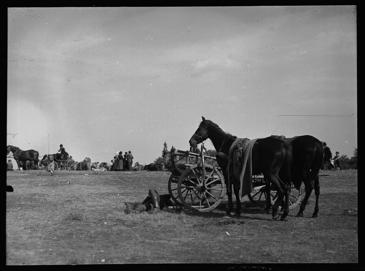 Cheval à côté d