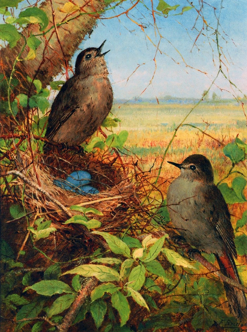 Grives près de leur nid - Fidelia Bridges