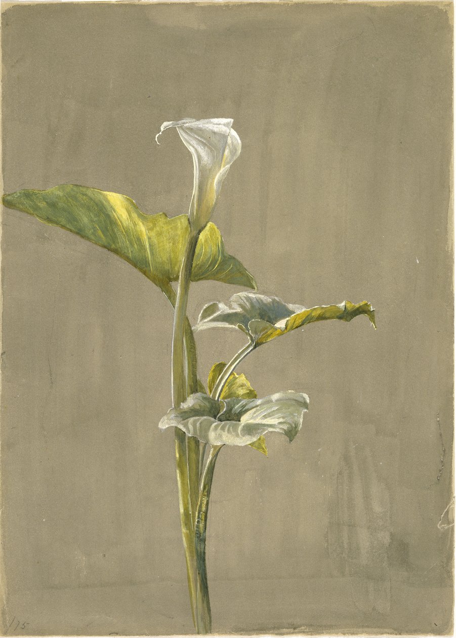 Calla Lily, 1875 - Fidelia Bridges