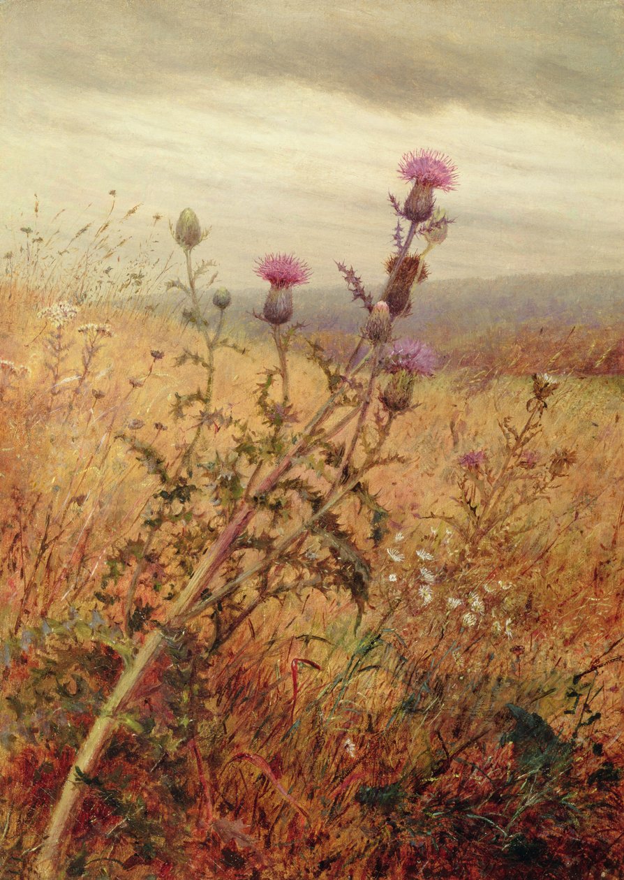 Chardon dans un champ, 1875 - Fidelia Bridges