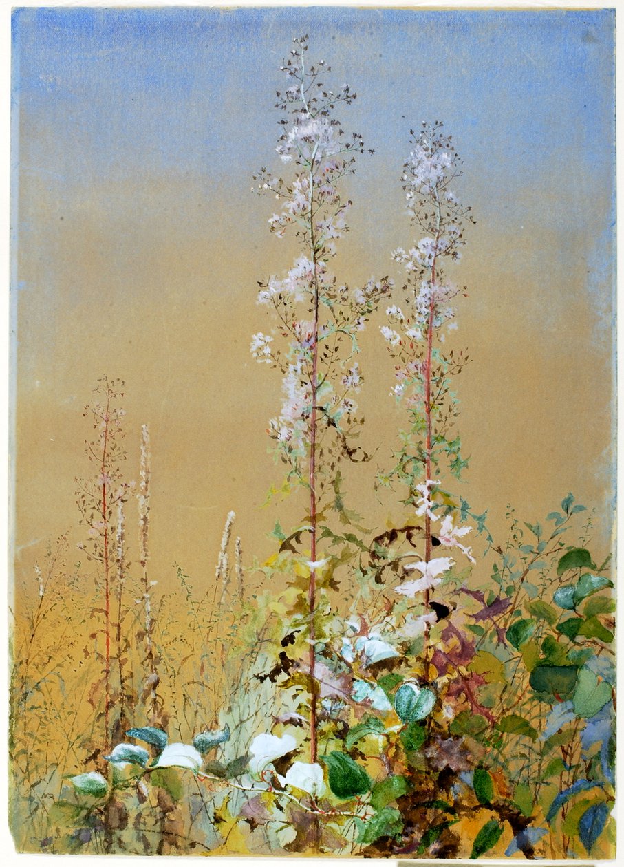 Sans titre, vers 1876 - Fidelia Bridges
