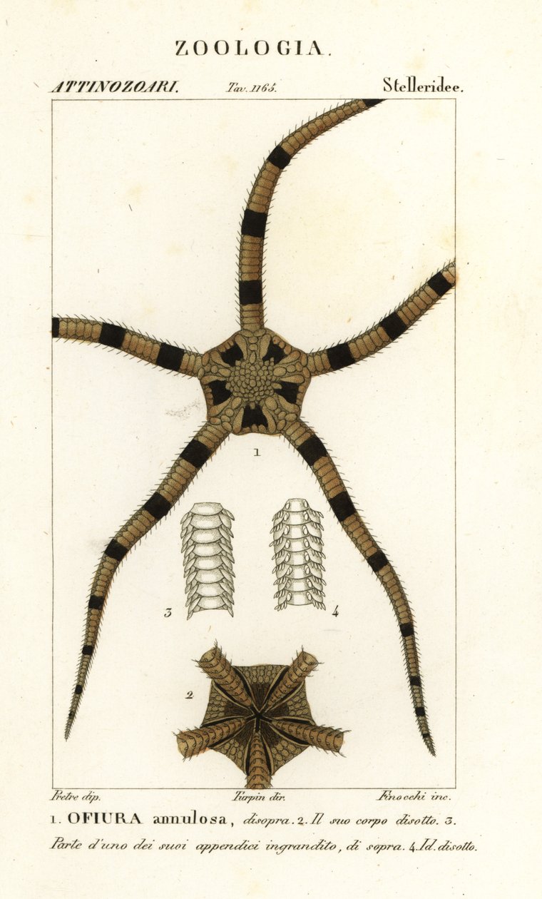 Ophiure, Ophiomastix annulosa, Ophiura annulosa - Finocchi Finocchi