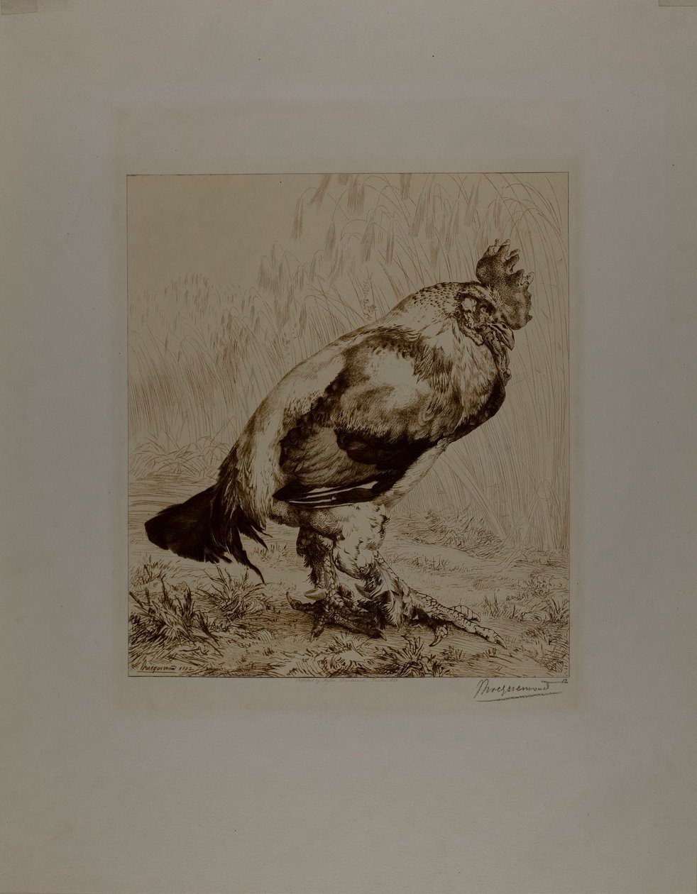 La vieille bite - Félix Henri Bracquemond