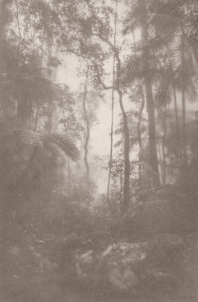 Jungle brumeuse 1, 2024 - Florent Bodart