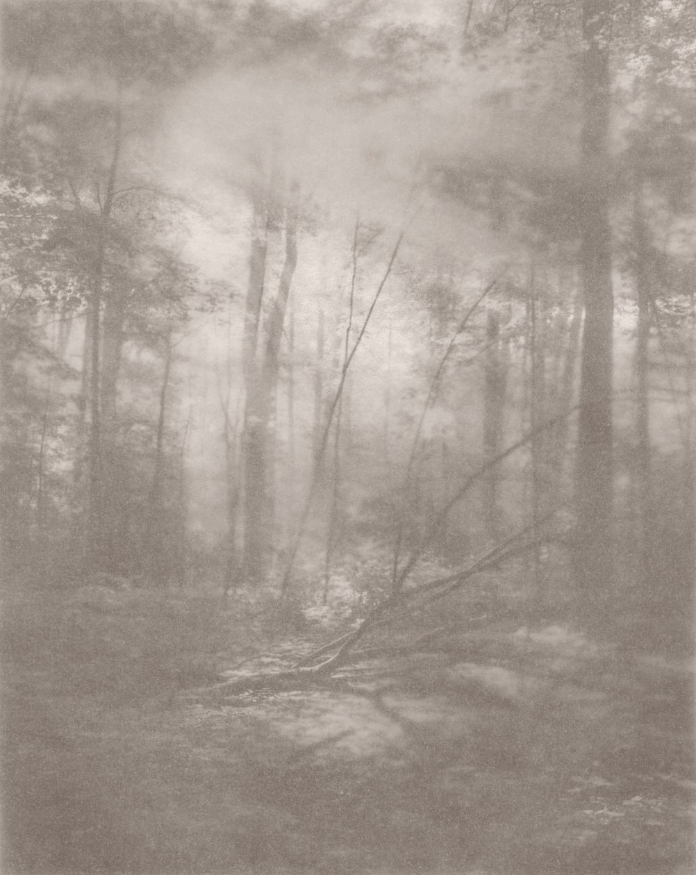 Jungle Brumeuse 2, 2024 - Florent Bodart