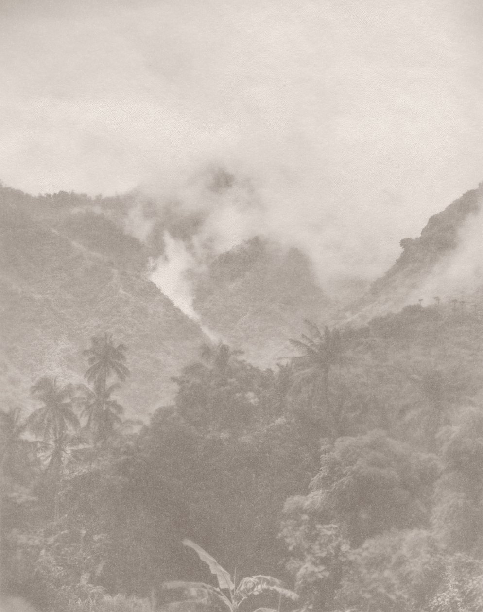 Jungle brumeuse 3, 2024 - Florent Bodart