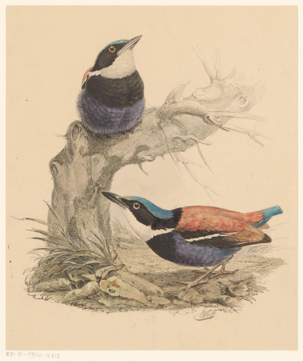 Deux oiseaux - Florentius Abraham Verster van Wulverhorst
