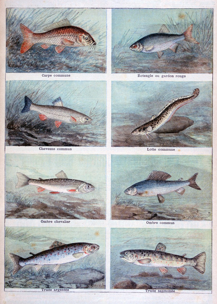 Poissons d