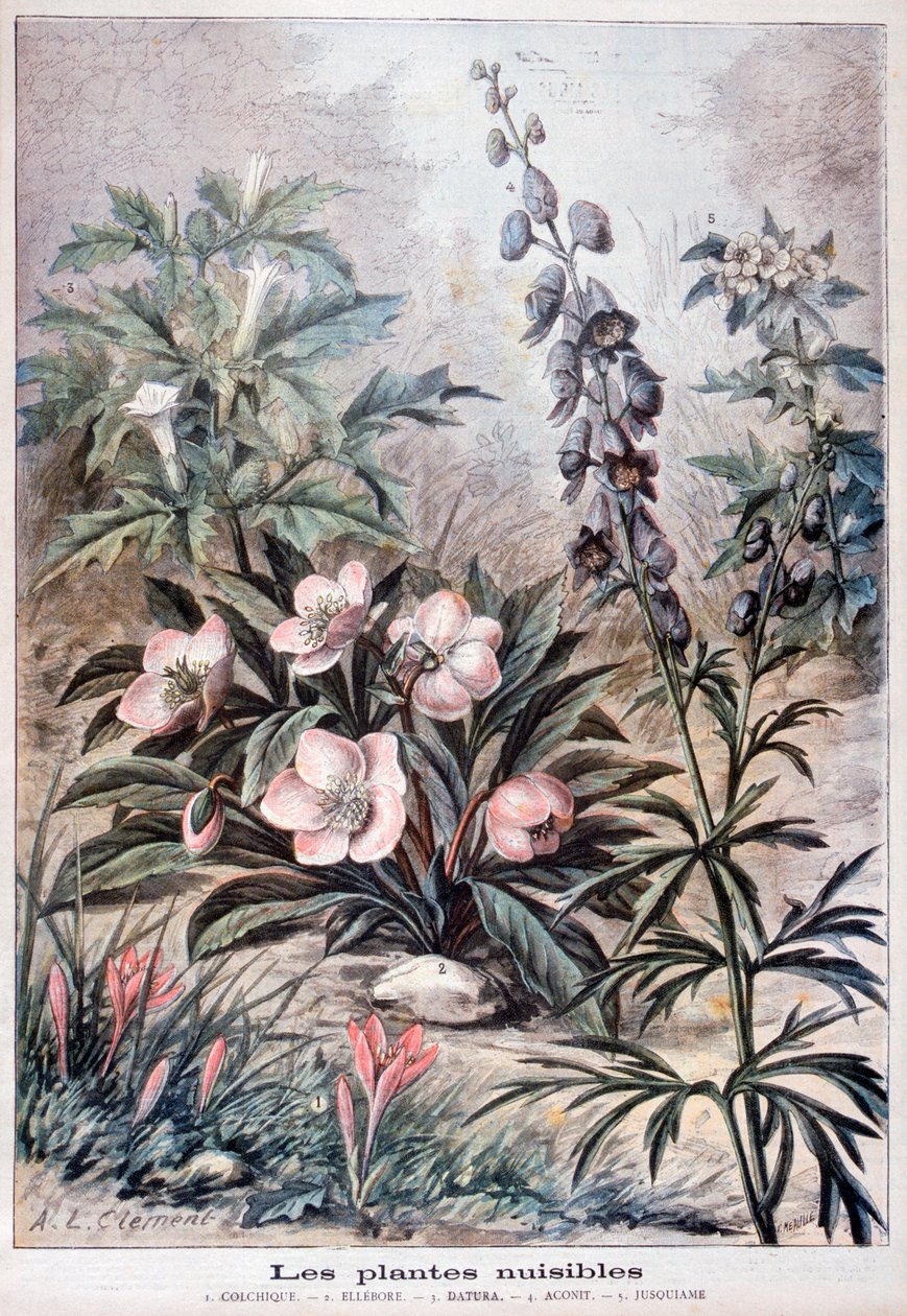 Plantes nuisibles, 1897 - Fortuné Méaulle