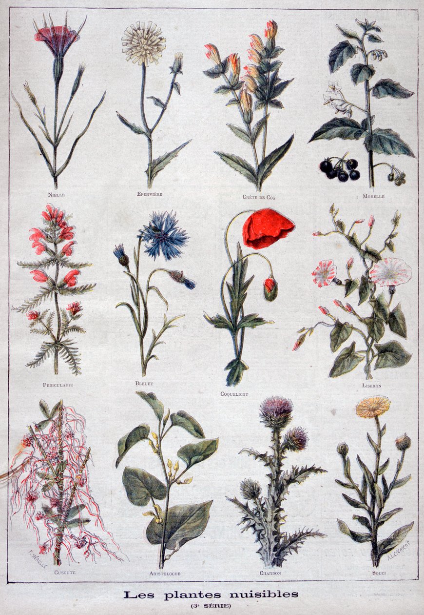 Plantes nuisibles, 1897 - Fortuné Méaulle