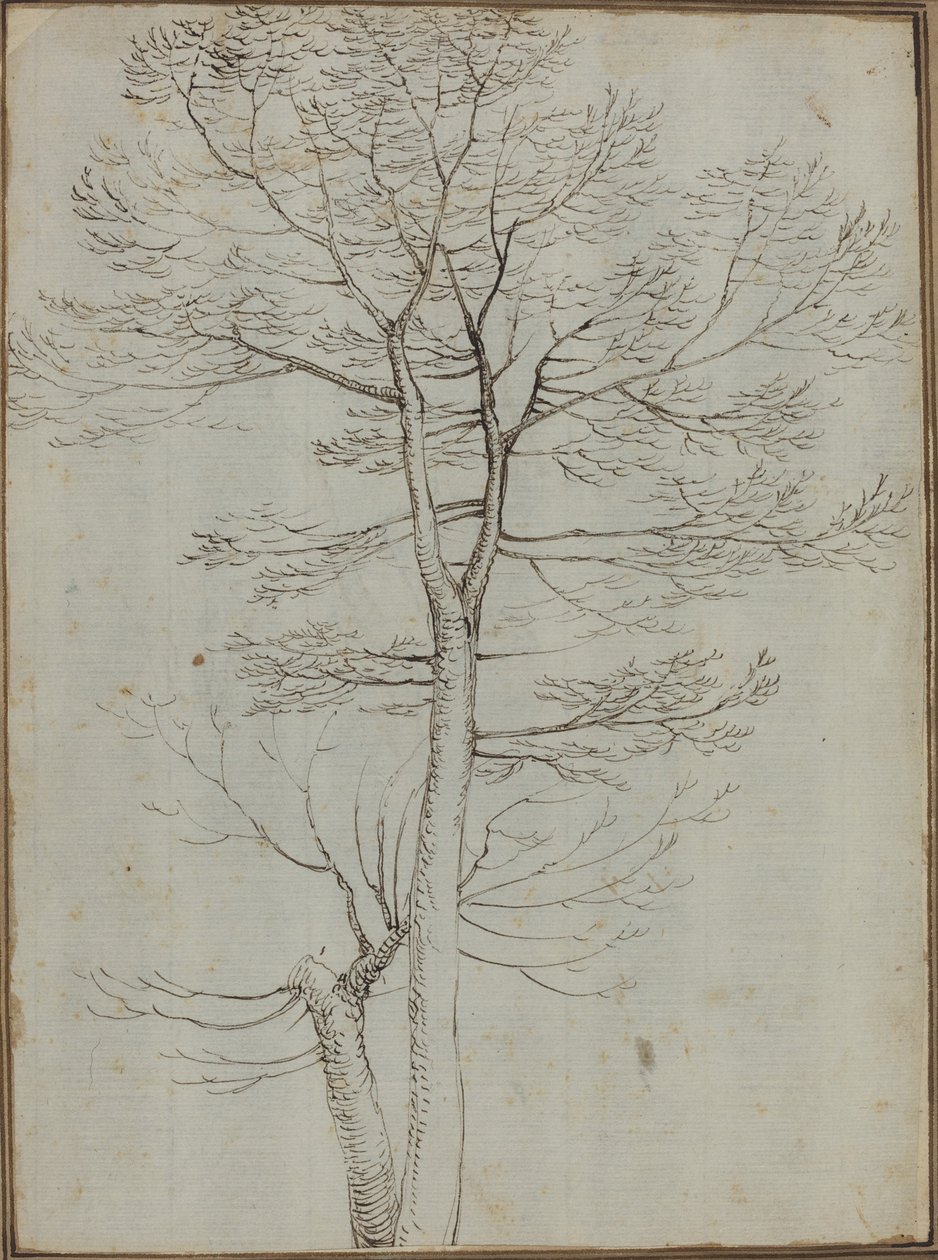 Arbre nu [verso] - Fra Bartolommeo