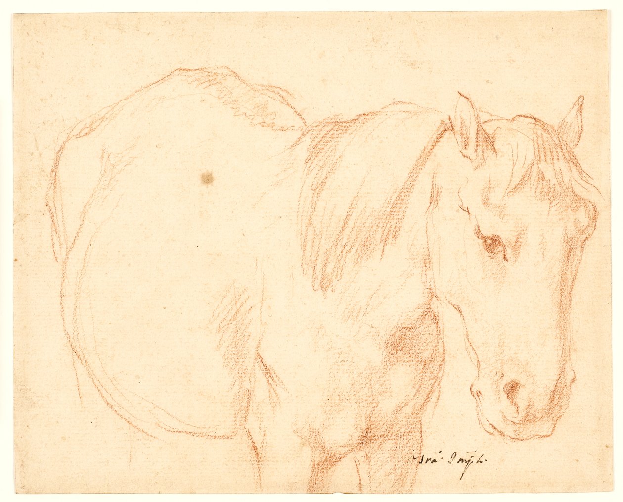 Un cheval - Francesco Fernandi