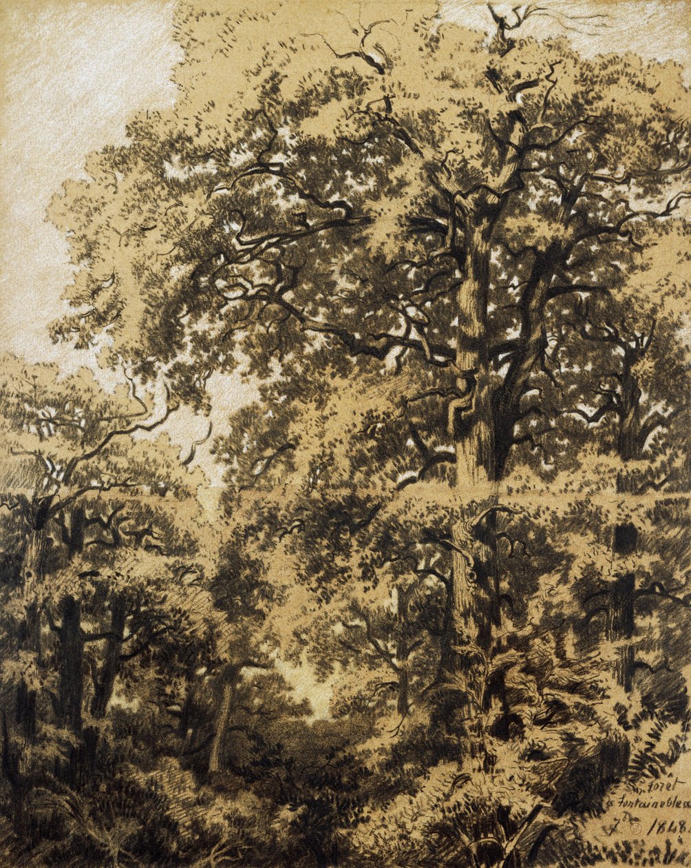 Forêt de Fontainebleau - Francesco Gamba
