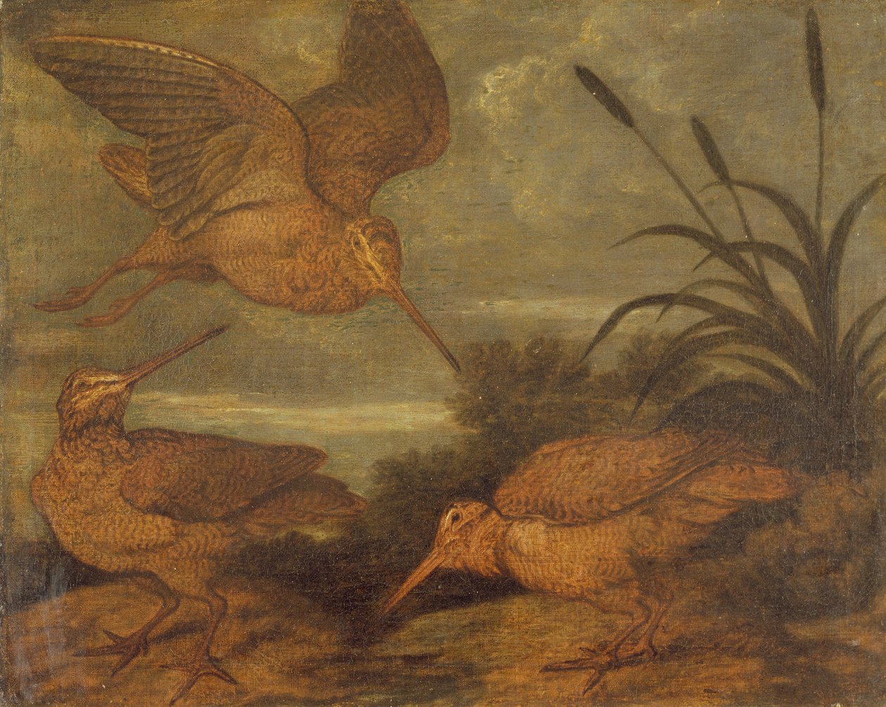 Bécasse au crépuscule - Francis Barlow