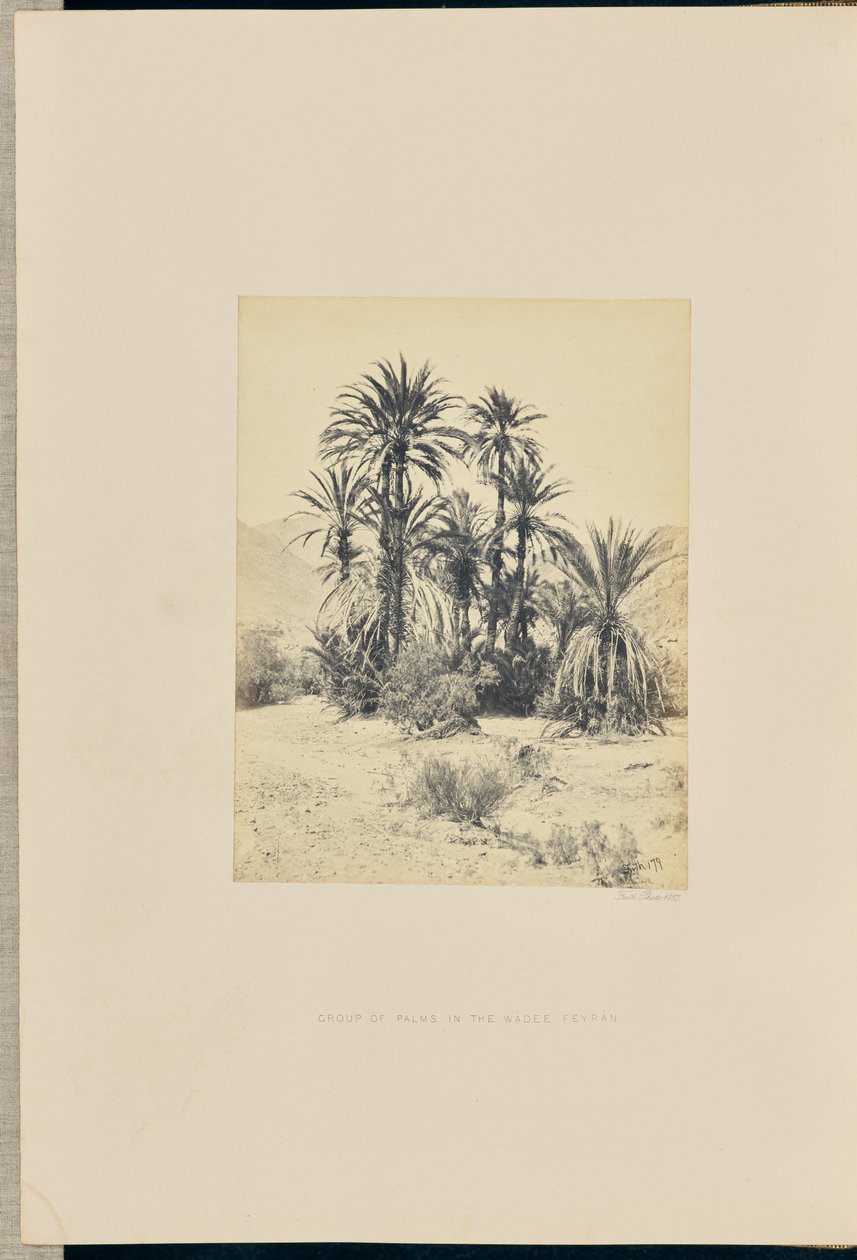 Groupe de palmiers dans le Wadee Feyran - Francis Frith