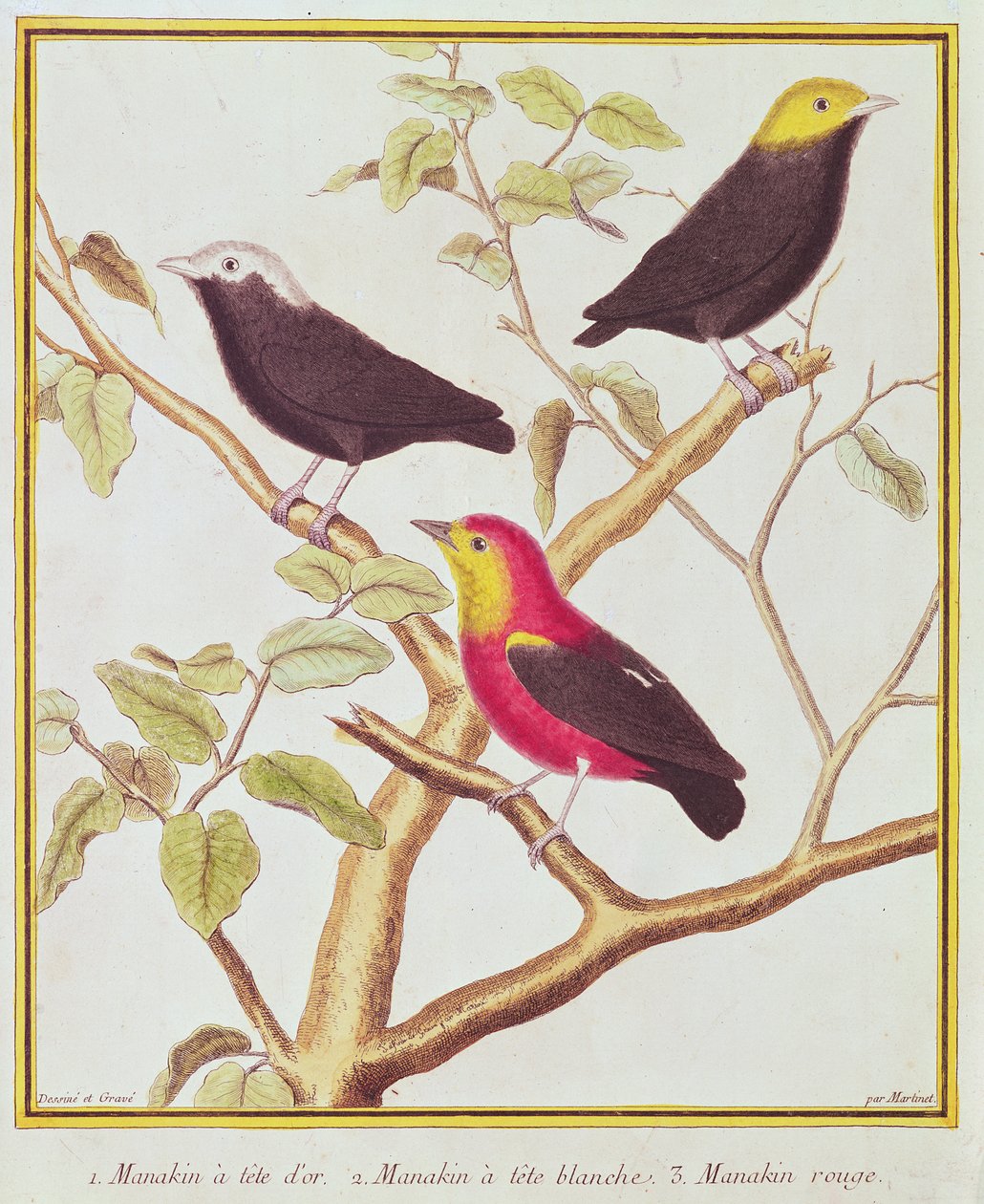 Manakins - Francois Nicolas Martinet