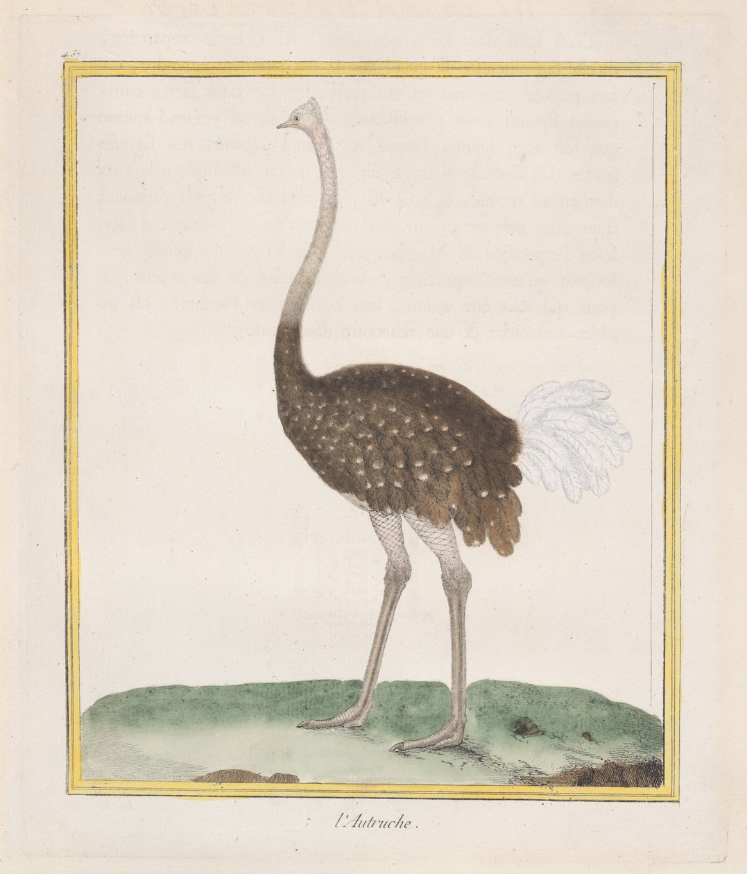 Autruche, 1770-86 - Francois Nicolas Martinet