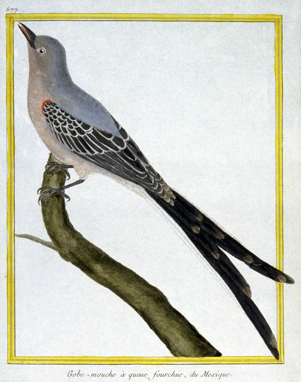 Mouches - Francois Nicolas Martinet