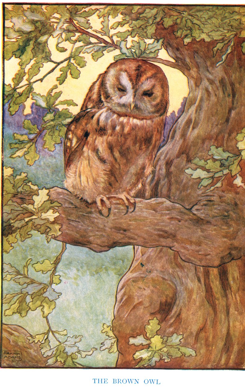 Le Hibou Brun, illustration de 