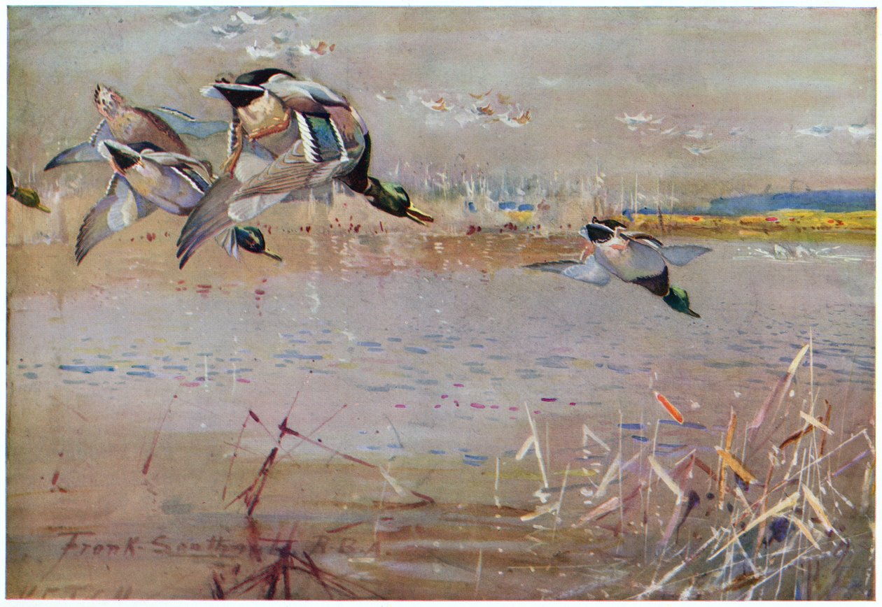 Canards chassés par un faucon, illustration de 