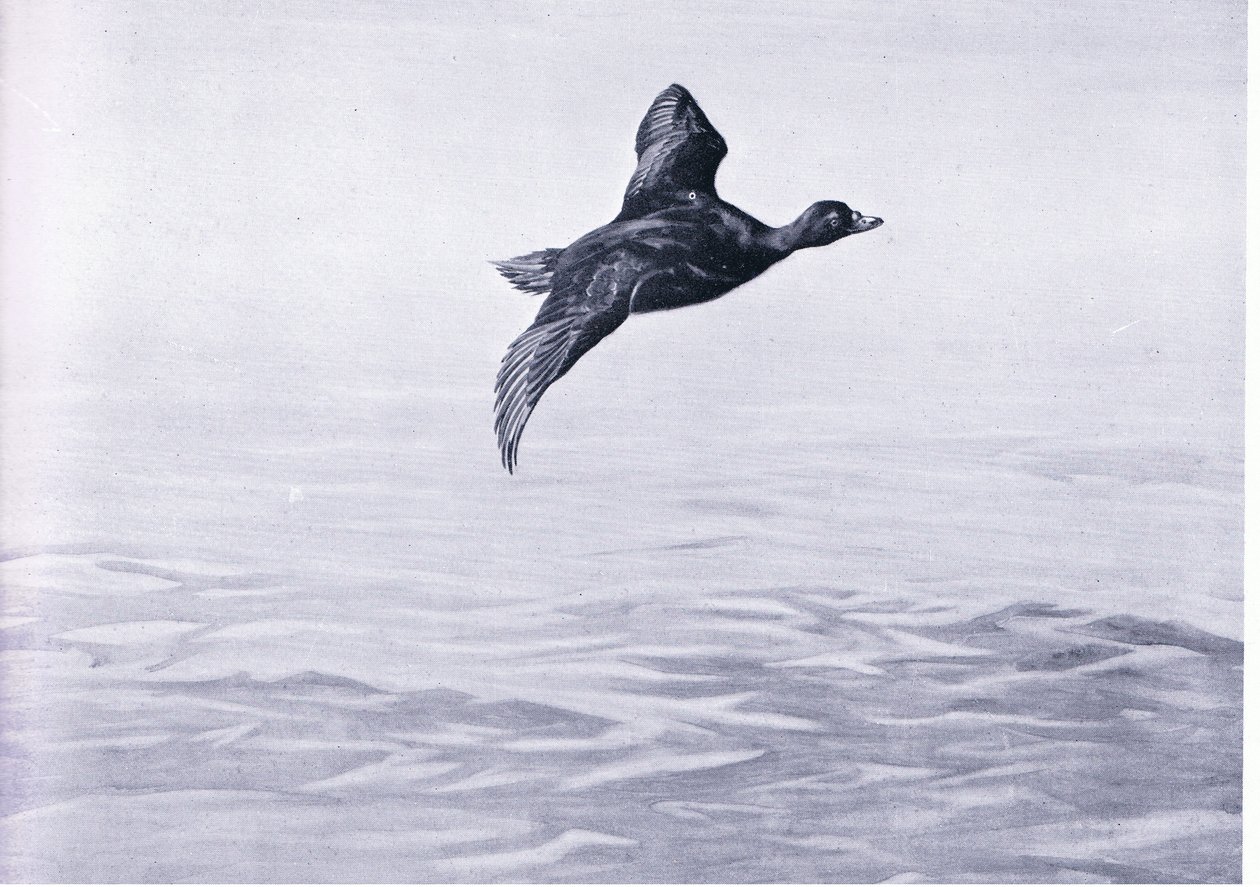 Canard Scoter - Frank Southgate