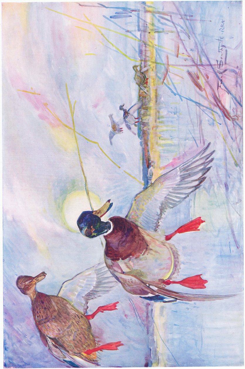 Quand les canards migrateurs sont arrivés - Frank Southgate